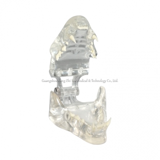 Crystal Cat Teeth Model