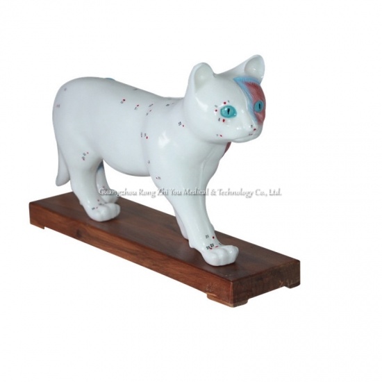 Cat Acupuncture Model