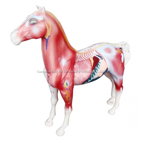 Horse Acupuncture Model