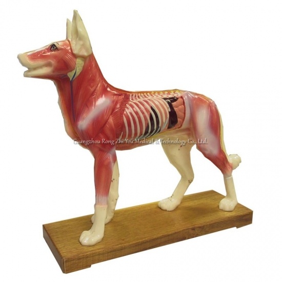 Dog Acupuncture Models