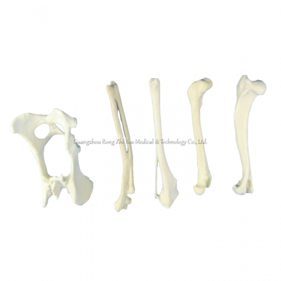Medical Surgery Practice Bone
