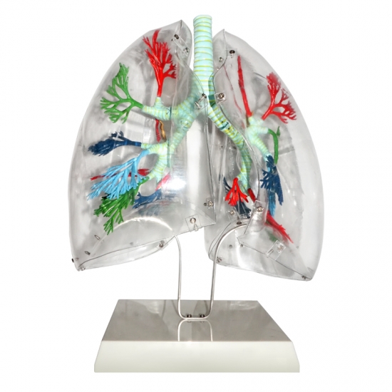 Transparent Lung Model