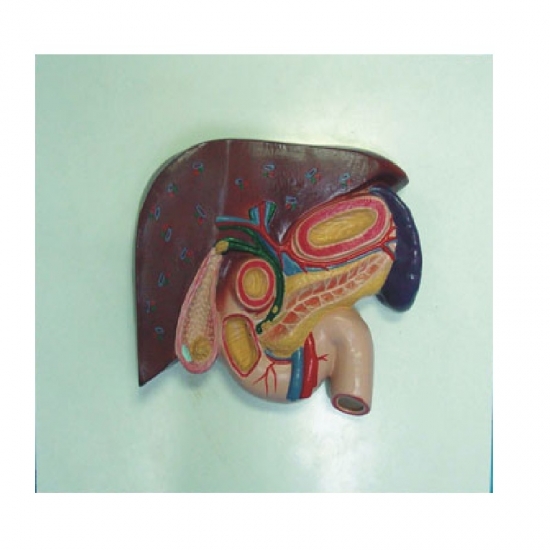 Liver with Gallbladder, Pancreas and Duodenum