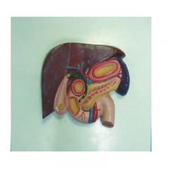 Liver with Gallbladder, Pancreas and Duodenum