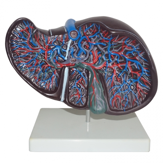 Liver Model