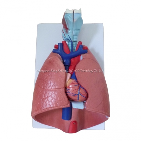 Human Respiratory System