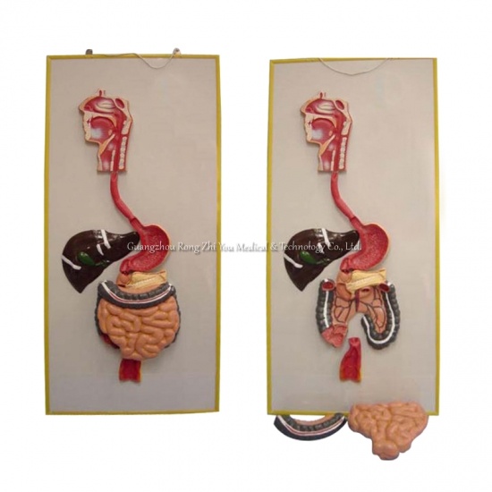 Human Digestive System Model