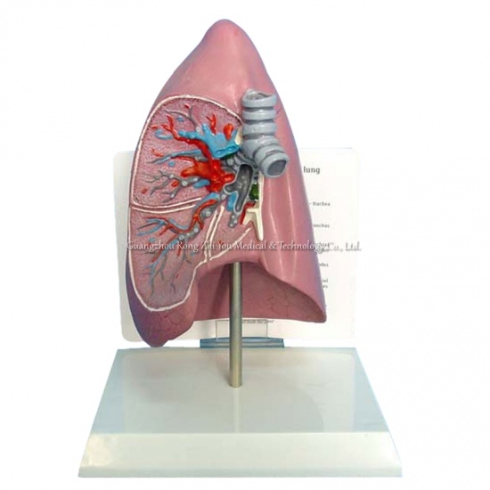Lung anatomy model