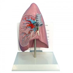 Lung anatomy model