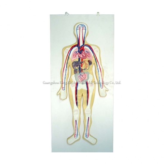 Circulatory System Model