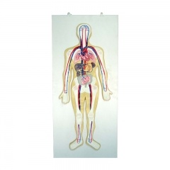 Circulatory System Model
