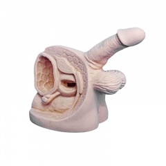 Genital Organs Model