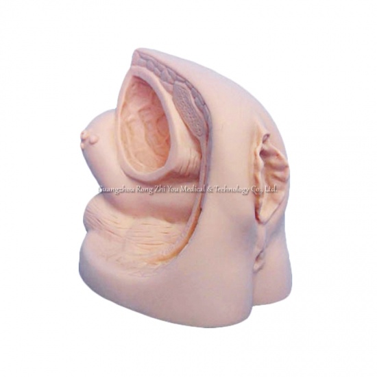 Female Internal &External Genital Organ Model