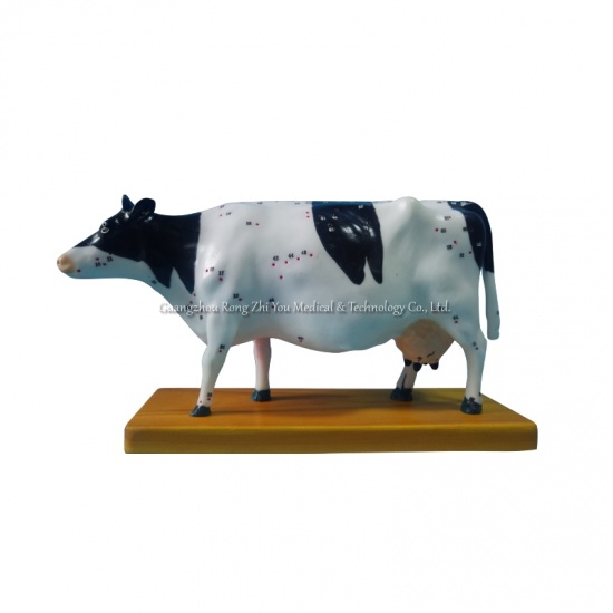 Cow Acupuncture Model