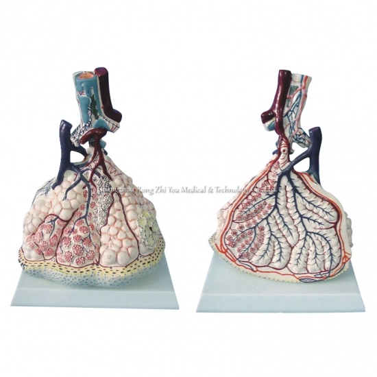 Anatomical Lung Model