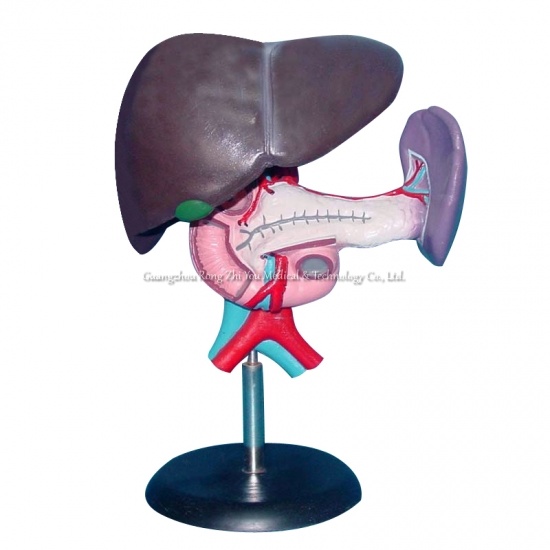 Medical Human Liver Model