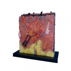 Skin Anatomic Model