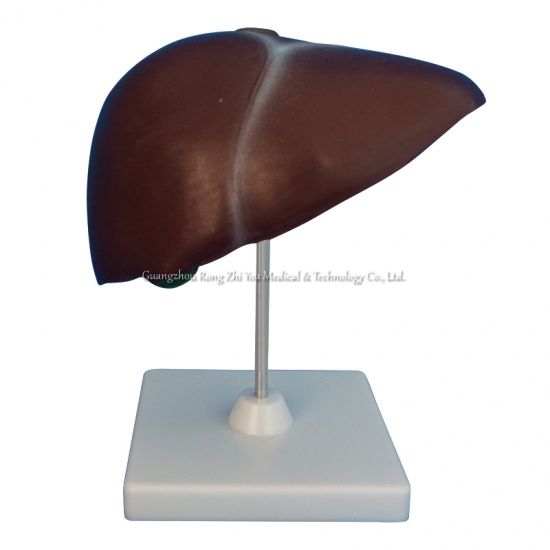 Human Liver Model