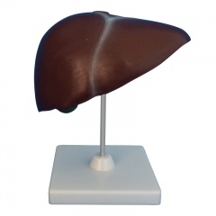 Human Liver Model