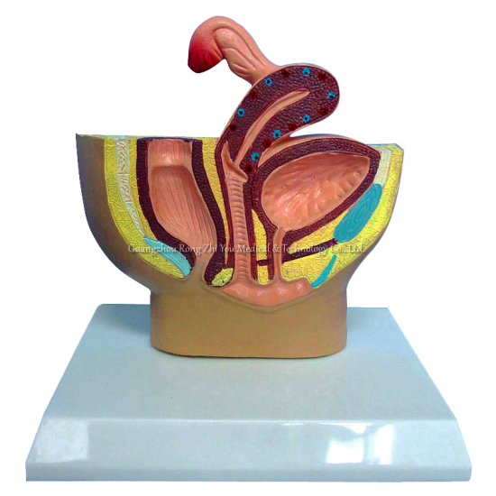 Female Urinary Pelvis Model