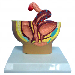 Female Urinary Pelvis Model