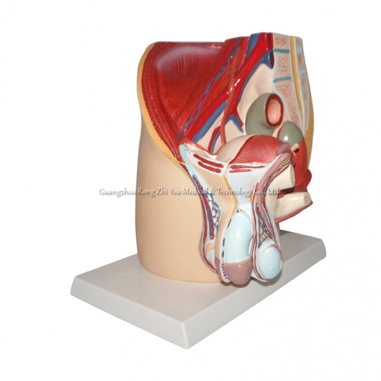 Male Pelvis Model