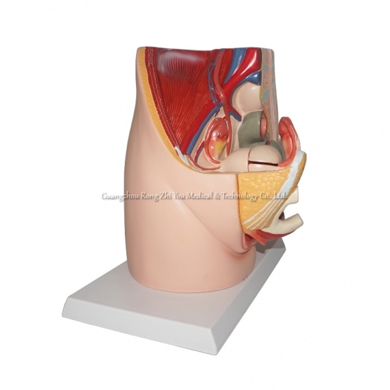 Female Pelvis Model