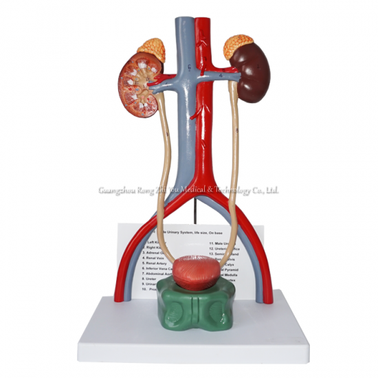 Urogenital System Model