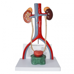 Urogenital System Model