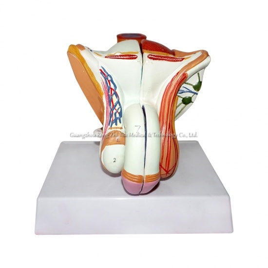 Male Internal and External Genital Model