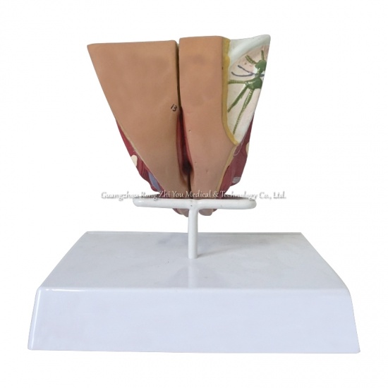 Female Genital Organ Model