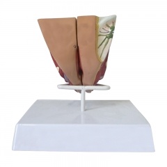 Female Genital Organ Model