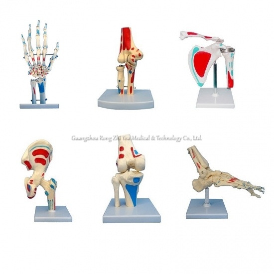 Anatomical Joint Skeleton Model
