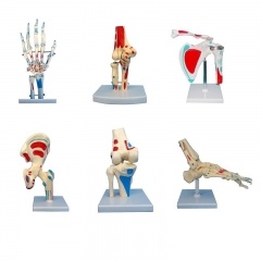 Anatomical Joint Skeleton Model