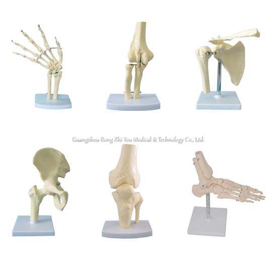 Human Joint Skeleton Model