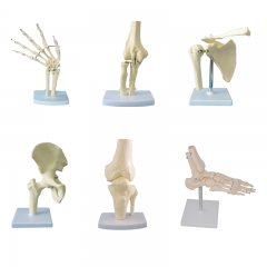 Human Joint Skeleton Model