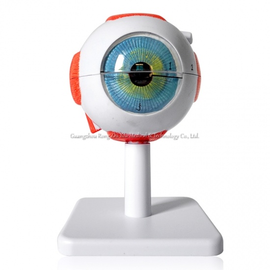 3 Times Eyes Model