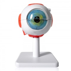 3 Times Eyes Model