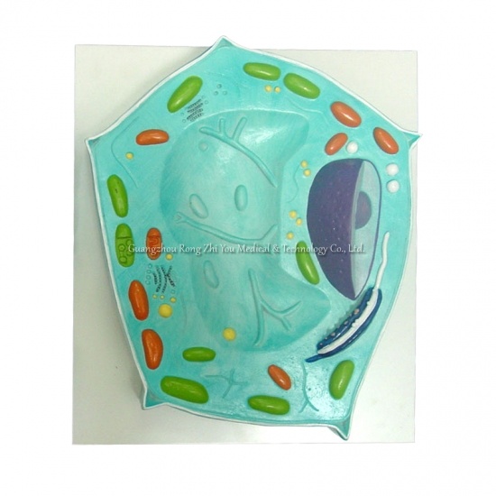 Plant Cell Model