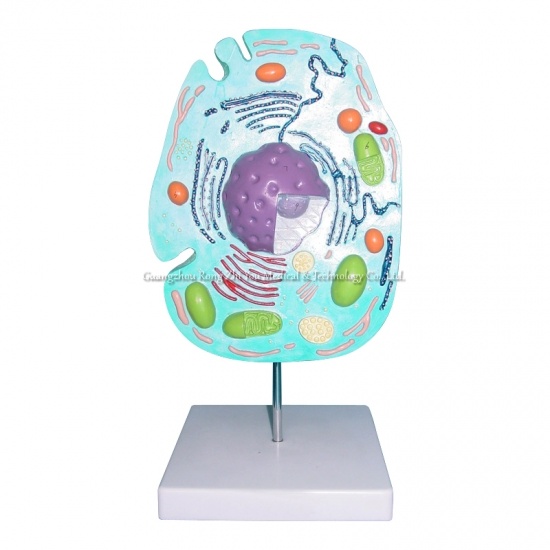 Animal Cell Model