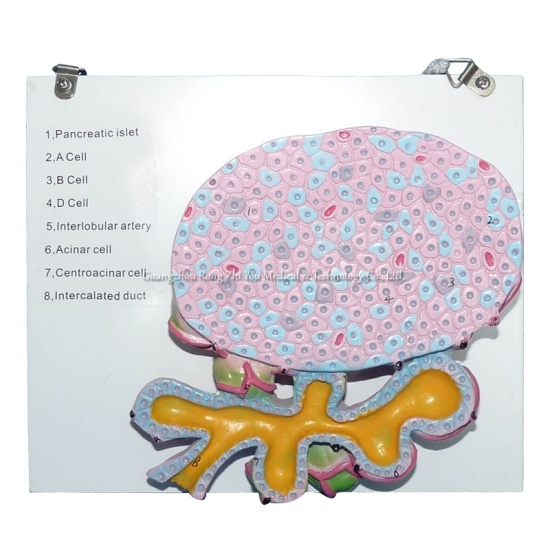 Human Pancreas Cell Model