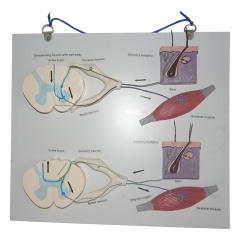 Human Connection Model