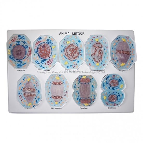Model Mitosis 9 PCS