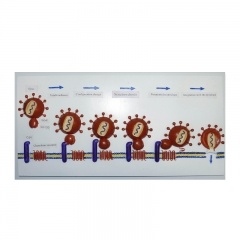 AIDS Virus Model