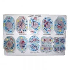 Animal Cell Meiosis Model