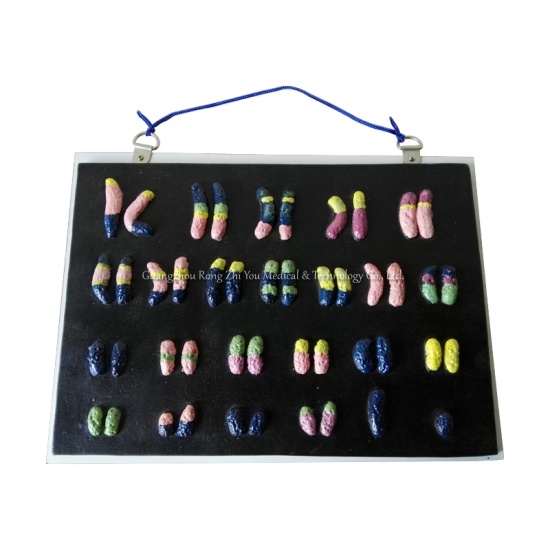 Chromosome Teaching Model