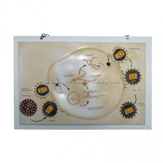 HIV Life Hanging Model