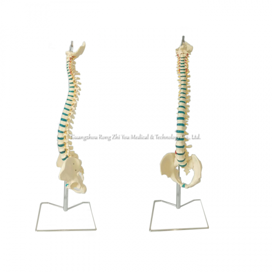 Teaching Spine Model