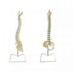 Teaching Spine Model