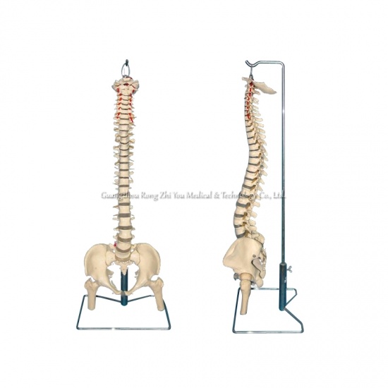 Spine Model